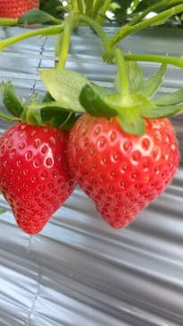 いのさんの観光農園に投稿された画像（2021/1/10）