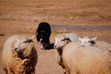 神戸どうぶつ王国に投稿された画像（2021/1/10）