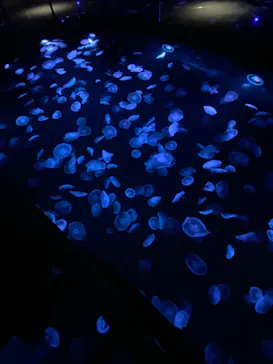 すみだ水族館に投稿された画像（2021/1/10）