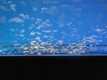 アクアワールド茨城県大洗水族館に投稿された画像（2021/1/10）