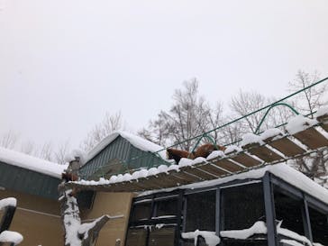 旭川市旭山動物園に投稿された画像（2021/1/10）