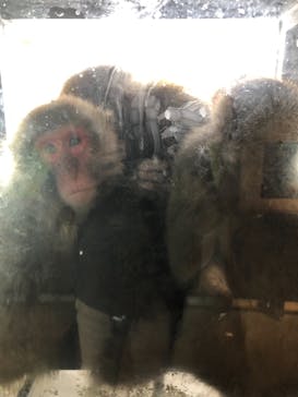 旭川市旭山動物園に投稿された画像（2021/1/10）