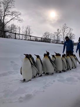 旭川市旭山動物園に投稿された画像（2021/1/10）