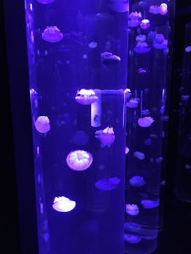 サンシャイン水族館に投稿された画像（2021/1/10）