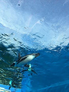サンシャイン水族館に投稿された画像（2021/1/10）