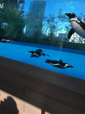 サンシャイン水族館に投稿された画像（2021/1/10）