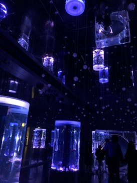 マクセル アクアパーク品川に投稿された画像（2021/1/11）