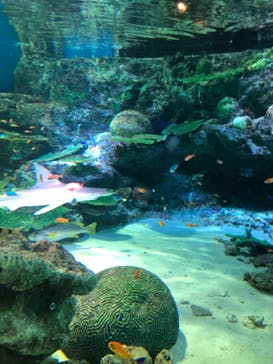 マクセル アクアパーク品川に投稿された画像（2021/1/11）