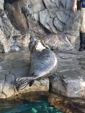 しながわ水族館に投稿された画像（2021/1/11）