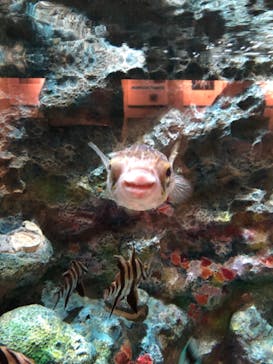 しながわ水族館に投稿された画像（2021/1/11）