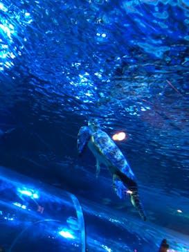 しながわ水族館に投稿された画像（2021/1/11）