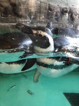 しながわ水族館に投稿された画像（2021/1/11）