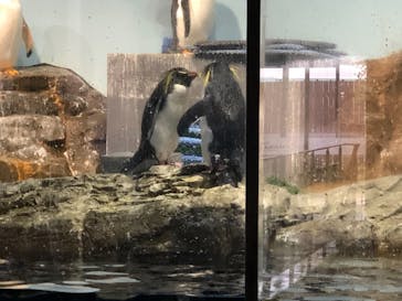 マクセル アクアパーク品川に投稿された画像（2021/1/11）