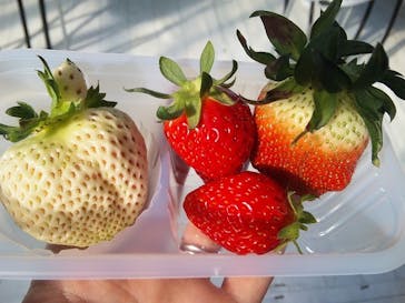 井上寅雄農園に投稿された画像（2021/1/11）