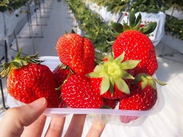 井上寅雄農園に投稿された画像（2021/1/11）