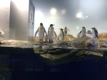 マクセル アクアパーク品川に投稿された画像（2021/1/11）