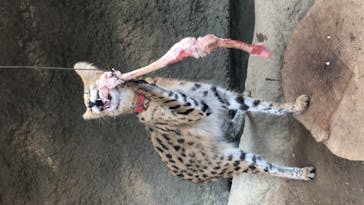 神戸どうぶつ王国に投稿された画像（2021/1/11）