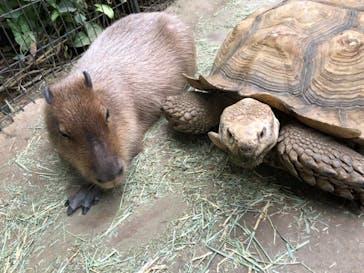 神戸どうぶつ王国に投稿された画像（2021/1/11）