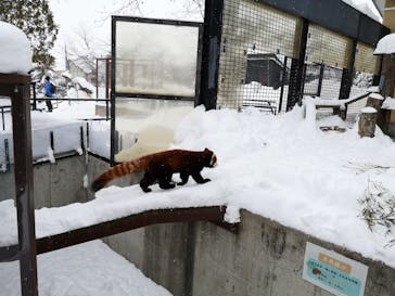 旭川市旭山動物園に投稿された画像（2021/1/11）