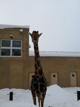 旭川市旭山動物園に投稿された画像（2021/1/11）