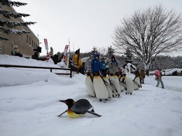 旭川市旭山動物園に投稿された画像（2021/1/11）