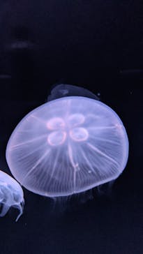 サンシャイン水族館に投稿された画像（2021/1/11）