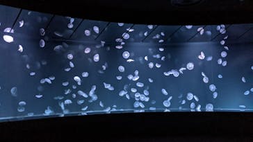 サンシャイン水族館に投稿された画像（2021/1/11）