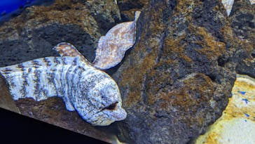 サンシャイン水族館に投稿された画像（2021/1/11）