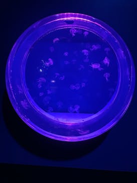 アクアワールド茨城県大洗水族館に投稿された画像（2021/1/12）