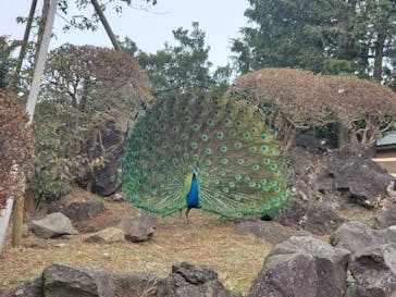 伊豆シャボテン動物公園に投稿された画像（2021/1/12）