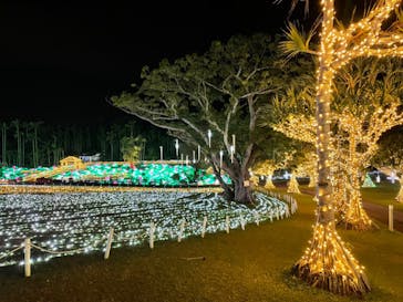美らヤシパークオキナワ・東南植物楽園に投稿された画像（2021/1/13）