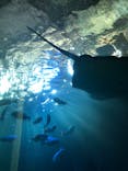 串本海中公園水族館に投稿された画像（2021/1/14）