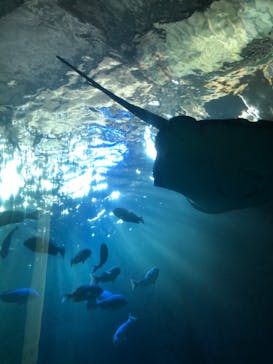 串本海中公園水族館に投稿された画像（2021/1/14）