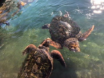 串本海中公園水族館に投稿された画像（2021/1/14）
