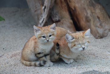 神戸どうぶつ王国に投稿された画像（2021/1/15）