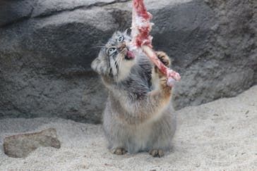 神戸どうぶつ王国に投稿された画像（2021/1/15）