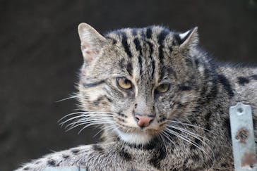 神戸どうぶつ王国に投稿された画像（2021/1/15）