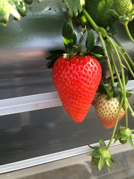 軽井沢ガーデンファームいちご園に投稿された画像（2021/1/15）