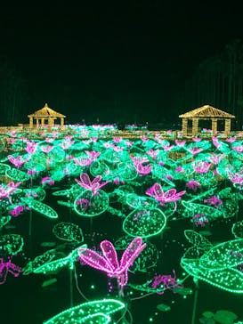 美らヤシパークオキナワ・東南植物楽園に投稿された画像（2021/1/16）