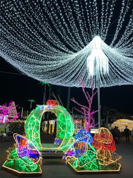 美らヤシパークオキナワ・東南植物楽園に投稿された画像（2021/1/16）