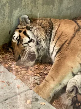天王寺動物園に投稿された画像（2021/1/16）