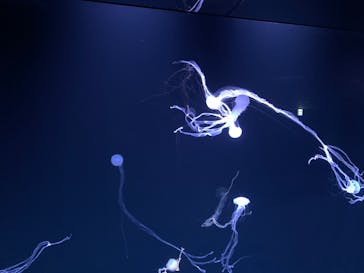 サンシャイン水族館に投稿された画像（2021/1/16）