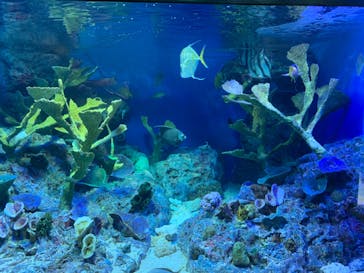 サンシャイン水族館に投稿された画像（2021/1/16）