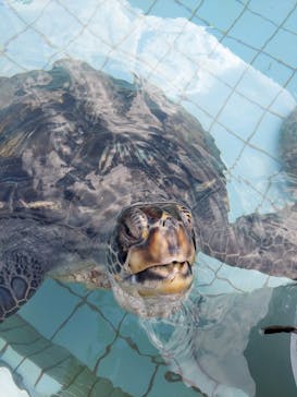 下田海中水族館に投稿された画像（2021/1/16）