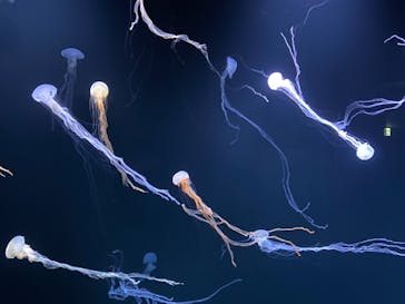 サンシャイン水族館に投稿された画像（2021/1/16）