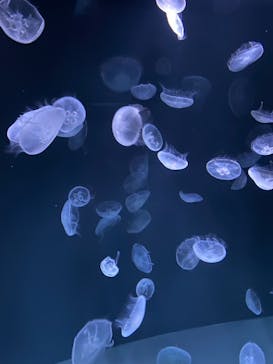 サンシャイン水族館に投稿された画像（2021/1/16）