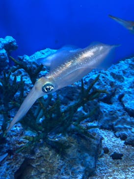 サンシャイン水族館に投稿された画像（2021/1/16）