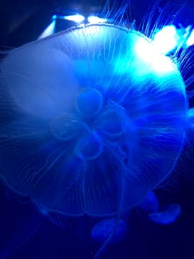 サンシャイン水族館に投稿された画像（2021/1/16）