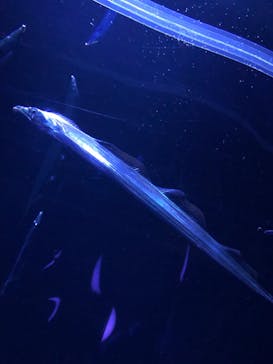 サンシャイン水族館に投稿された画像（2021/1/16）