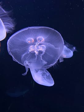 サンシャイン水族館に投稿された画像（2021/1/16）